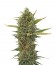 Сорт Super Skunk reg (Sensi Seeds)