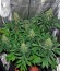 Сорт Neville's Haze fem (Green House Seeds)