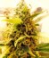 Сорт White Widow Automatic fem (Dinafem Seeds)