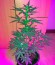 Сорт Critical + Autoflowering fem (Dinafem Seeds)