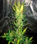 Сорт White Widow fem (Dinafem Seeds)