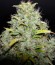 Сорт Appleberry fem (Sumo Seeds)