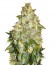 Сорт Auto Good Wild Shark fem