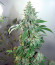 Сорт Shiskaberry fem (Barney's Farm)