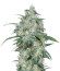 Микс семян Sativa Pure Origin Collection 8 (World of Seeds)