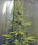 Сорт Wild Rose fem (Sweet Seeds)