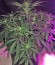 Сорт Blue Mystic fem (Nirvana Seeds)