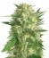 Сорт SexBud fem (Female Seeds)