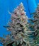 Сорт Delahaze fem (Paradise Seeds)