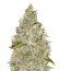 Сорт Incredible Bulk fem (Dr. Krippling Seeds)