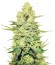 Сорт Royal Gorilla fem (Royal Queen Seeds)