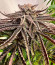 Сорт Pulp Friction fem (Green House Seeds)