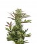 Сорт Deep Cheese fem (Dinafem Seeds)