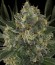 Сорт Serious Kush fem (Serious Seeds)