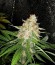 Сорт Pineapple Kush fem (Royal Queen Seeds)