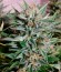 Сорт 2 Fast 2 Vast auto fem (Heavyweight Seeds)