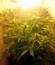 Сорт Northern Lights Auto fem (Green House Seeds)