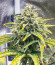 Сорт Grateful Dead Auto fem (High Speed ​​Buds)