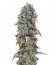 Сорт Chocolate Cream fem (00 Seeds)