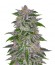 Сорт Olympia fem от Pyramid Seeds