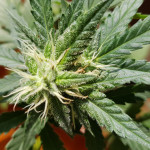 auto-bubble-gum-00-seeds.jpg