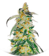 Семена сорта RudeBoi OG F1 fem (Seedkeepers)