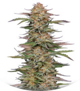 Сорт Orange Creampop fem (Humboldt Seed Company)