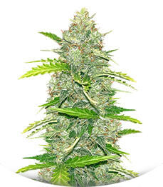 Blue Dream Autoflower fem (Seedkeepers)