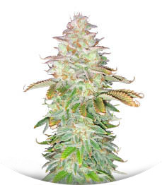 Сорт Jungle Lava fem (Original Sensible Seeds)