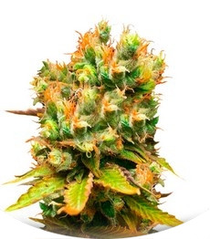 Honeybells fem (Delicious Seeds)