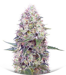 Crystal Candy fem (Sweet Seeds)