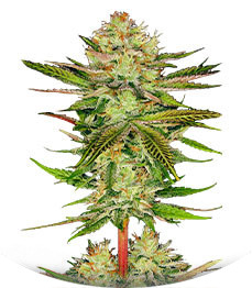 Сорт Chocolate Wafflez fem (Paradise Seeds)