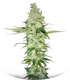 Wonder Woman fem (Nirvana Seeds)