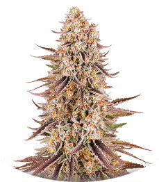 Sour Strawberry fem (Barney's Farm)