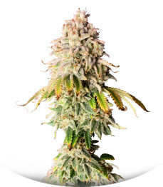 Сорт Frosted Guava fem (Original Sensible Seeds)