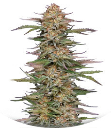 Сорт Orange Creampop fem (Humboldt Seed Company)