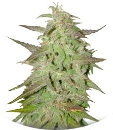 Сорт Maroc fem (Female Seeds)