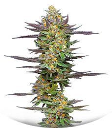 Сорт Mint Jelly Auto fem от Humboldt Seed Company