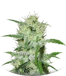 Auto Speed Bud fem (Female Seeds)