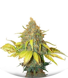 Сорт Pure Power Plant fem (Nirvana Seeds)