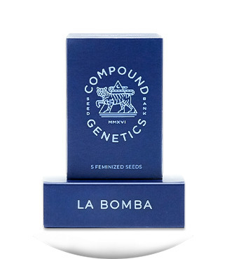 La Bomba fem (Compound Genetics)