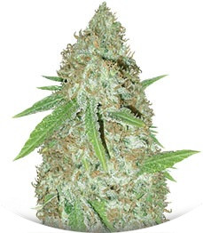 Blue Kripple fem (Dr. Krippling Seeds)