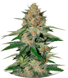 Delicious Candy fem (Delicious Seeds)