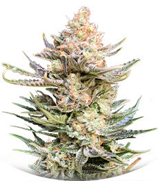 Moby Delicious fem (Delicious Seeds)