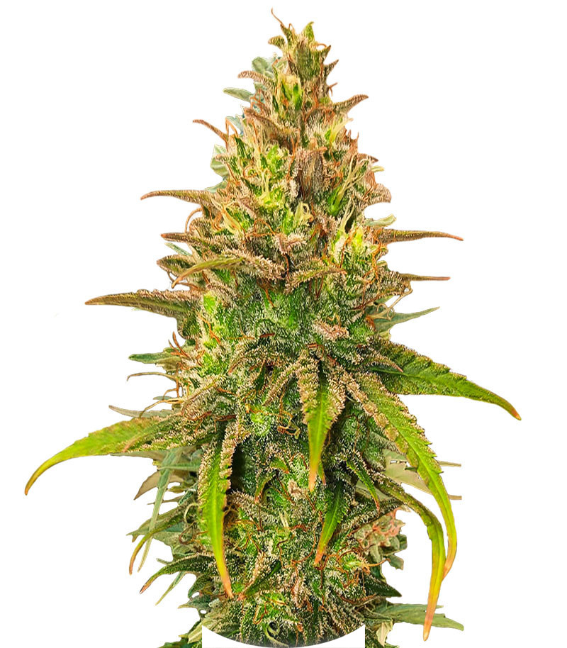 Сорт Bubble Gum Sherb fem (Blimburn Seeds)