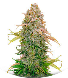 Сорт Runtz fem (Barney's Farm)