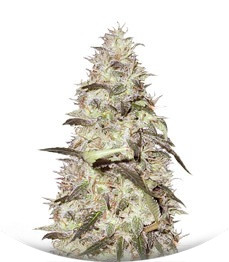 Сорт Sonic Bloom Auto fem (Dr. Krippling Seeds)