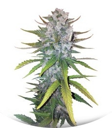 Сорт + Speed Auto fem (Sweet Seeds)