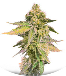 Сорт RS 11 x Banana OG fem от Barney's Farm