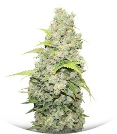 Сорт Bcn Sour Diesel fem